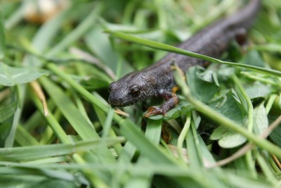 Triturus dobrogicus - Danube crested newt
